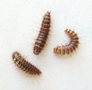 centipede larva|house centipede insecticide.